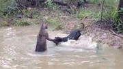 德国獒犬与袋鼠打架 被按在水中差点淹死