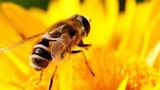 蜜蜂的故事