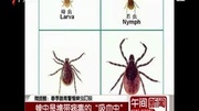 蜱虫是鞋带病毒的“吸血虫”资讯搜索最新资讯爱奇艺