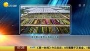 南京菊花基地 花海如此斑斓资讯搜索最新资讯爱奇艺