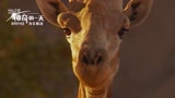 《地球：神奇的一天》长颈鹿特辑