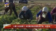 小萝卜走出国门乡村振兴助力特色农产品走出去资讯高清正版视频在线观看–爱奇艺