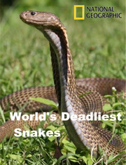 国家地理：世界上最致命的蛇