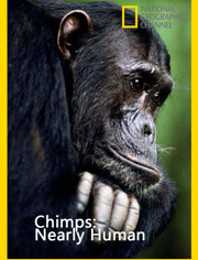 国家地理：人类近亲黑猩猩