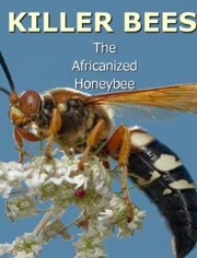 非洲杀人蜂