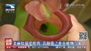 美丽软萌爱吃肉 高颜值"食虫植物"来了资讯搜索最新资讯爱奇艺