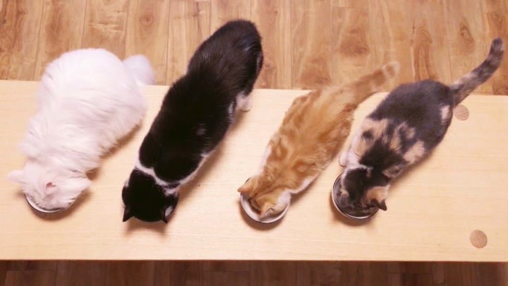 家里有一群猫咪，放饭时是什么景象