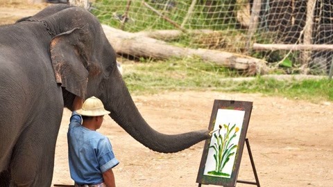 大象会画画，这么聪明你敢信？