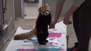 亨利维拉斯动物园的小熊猫脚印画 Panda Painting Experience生活完整版视频在线观看爱奇艺