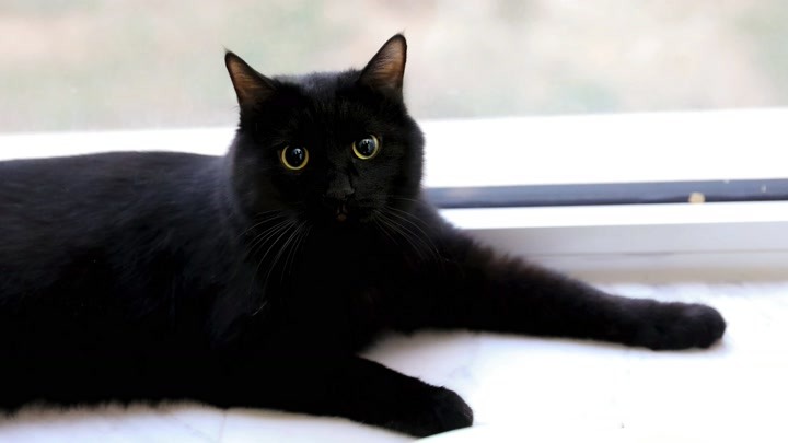 养一只纯黑猫是怎样的体验？黑天白天两幅面孔！