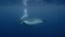 它是世界是最大的鲸鱼，体长22至23米，一嘴能吃掉2吨鱼