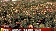 米易枇粑:冬季里的阳光味道资讯高清正版视频在线观看–爱奇艺