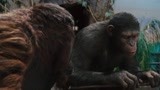 凯撒用饼干贿赂其他猩猩   这一看就是想做老大啊