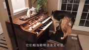 汪星人新晋”钢琴家“