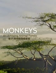 猴子：奇妙的动物家族