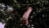 姜文老婆疯了 竟然将鞋子挂在树上！