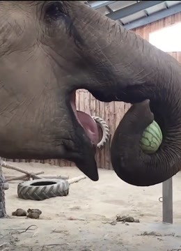 递给大象一个西瓜,大象鼻子一卷就塞进嘴里,这吃法可真少见
