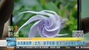 治流鼻血 用“土方”孩子狂躁 医生:误食曼陀罗中毒资讯高清正版视频在线观看–爱奇艺