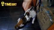 猛烈的猫狗大战搞笑高清正版视频在线观看–爱奇艺