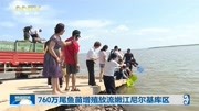 760万尾鱼苗增殖放流嫩江尼尔基库区资讯搜索最新资讯爱奇艺