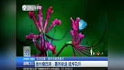 扬州瘦西湖:暑热渐退彼岸花开资讯搜索最新资讯爱奇艺