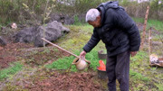 农村用大便浇泡这植物,成熟后变成水果特别香,还可预防癌症生活完整版视频在线观看爱奇艺