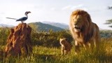 狮子王：两只小猫做朋友，一起吃毛毛虫，长大后才知对方是狮子王