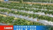 五彩田园草莓开始采摘 一起享受＂莓＂好时光资讯搜索最新资讯爱奇艺