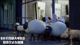 小羊肖恩大电影：小羊们制定大计划，把主人抬走，真厉害