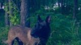 战狼犬：狼犬利用部队学到的技能，咬断绳锁能功逃脱，但离家甚远