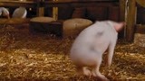 夏洛特的网 ：小猪的新朋友，却遭到动物们的嫌弃