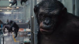 猩球崛起混剪：凯撒放出笼中的大猩猩，以此让众猩猩臣服，真霸气