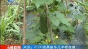 兴业:8000亩黑皮冬瓜丰收在望资讯搜索最新资讯爱奇艺