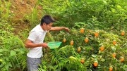 农村一种罕见野生草莓,黄灿灿的看着真诱人,城里人有钱也买不到原创完整版视频在线观看爱奇艺