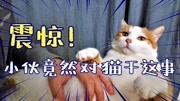 猫咪到底有几个乳头?那些你不知道的猫咪冷知识生活完整版视频在线观看爱奇艺