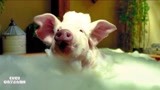 宠爱：钟汉良把猪当宠物，猪竟偷偷跑进浴缸，杨子姗吓得大叫