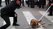 男子街头遭未拴绳烈犬攻击 民警用钢叉将狗按倒狗仍不松口资讯搜索最新资讯爱奇艺