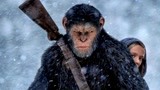猩球崛起：人类戏耍黑猩猩，不料被黑猩猩反杀，人猿大战一触即发
