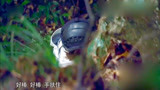 跟着贝尔去冒险：大张伟简直真实，说不行就是不行，贝爷哭了！