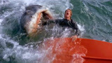 大白鲨：人们发觉不对劲，海里竟有一只大鲨鱼，死惨了