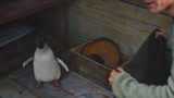 南极之恋：家里跑进去一只企鹅，赵又廷要清蒸了它，被杨子珊制止