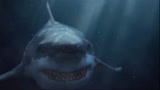 夺命巨鲨：两对情侣海上逃生，怎料遇到鲨鱼攻击，这下好看了