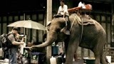 C侦探：泰国的文化真好玩，大象上街，拿鼻子跟游客要钱
