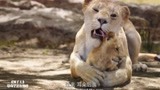 狮子王：狮子妈妈用舌头帮小辛巴洗澡，太有爱了！真伟大