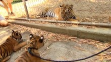 饲养员带小老虎来见妈妈，场面太可爱了！