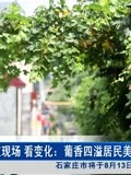 在现场 看变化: 葡香四溢居民美 小巷古韵今犹在-资讯-搜索最新资讯-爱奇艺