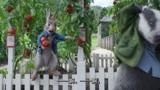 比得兔2：汤米偷西红柿，还在衣服里藏好多，惊呆了