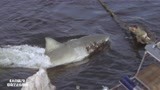 大白鲨：鲨鱼不知电压可怕，一口咬向高压线，电成小鱼干