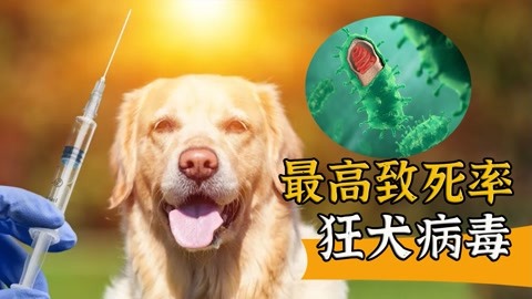 会发狂的狂犬病毒