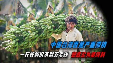 中国台湾香蕉严重滞销,一斤收购价不到五毛钱,沦为猪饲料!